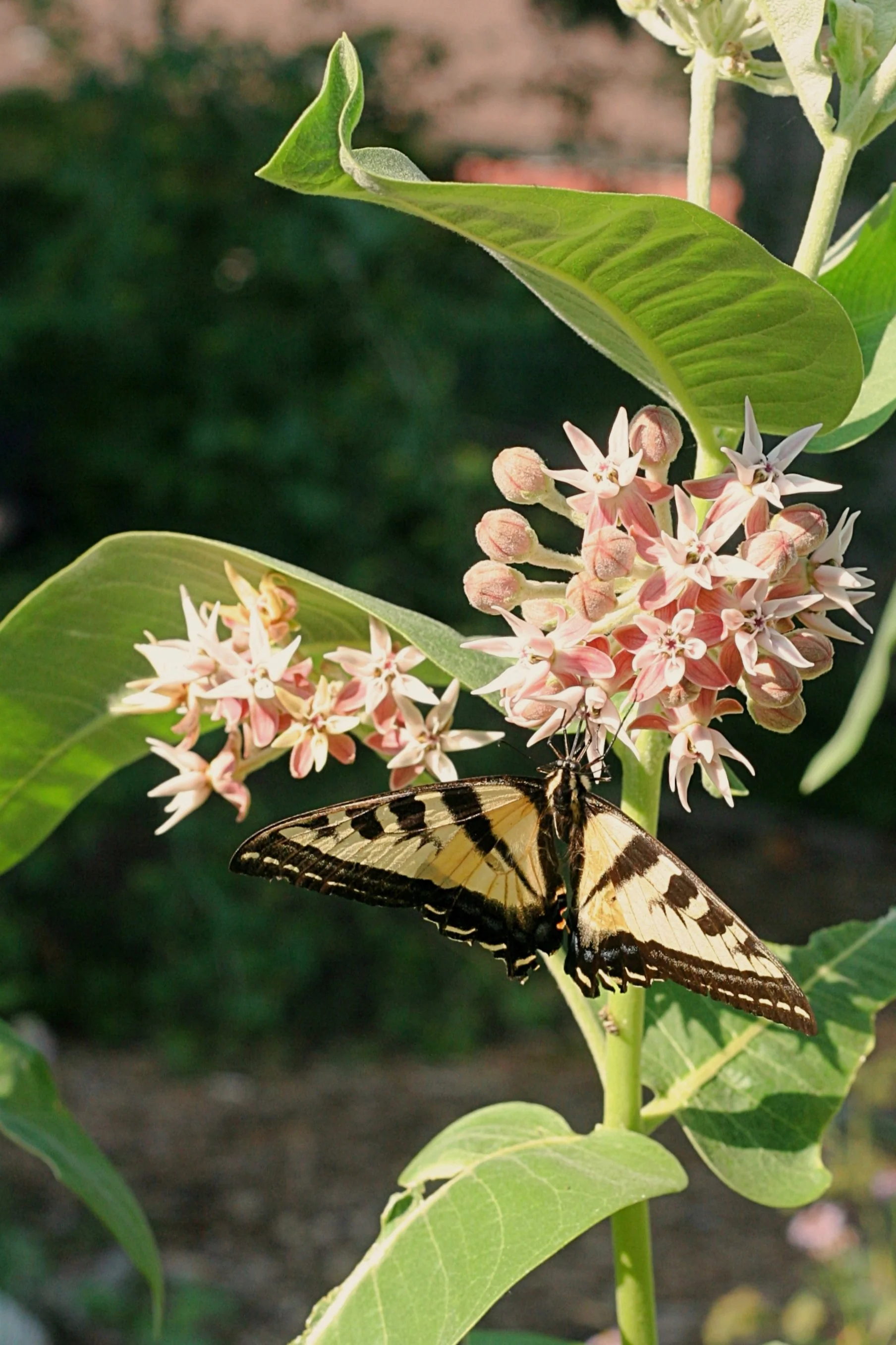 Showy Milkweed - Image 4