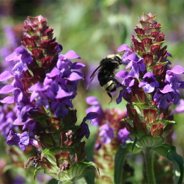 Wildflower Seed Mix - End-Deering Meadow Mix - Image 11