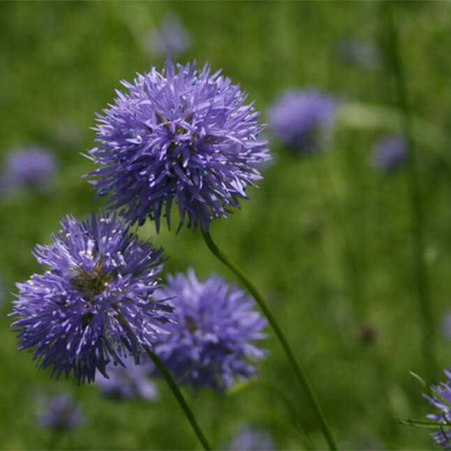 Wildflower Seed Mix - End-Deering Meadow Mix - Image 6